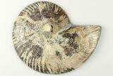 Cut & Polished Ammonite Fossil (Half) - Madagascar #200053-1